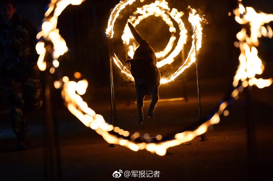 Sau khi trải qua những đợt huấn luyện nghiêm khắc như thế này, những con chó nghiệp vụ sẽ được đưa vào kiểm tra. (Nguồn Sina)