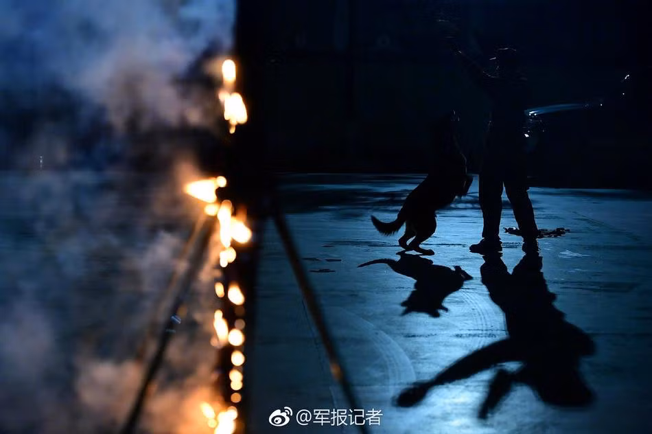 Chó nghiệp vụ cũng có chế độ ăn uống riêng và ngay cả khi đã được tung ra thực địa làm nhiệm vụ, chúng vẫn sẽ được huấn luyện định kỳ để không bị thui chột những kỹ năng nghiệp vụ. (Nguồn Sina)