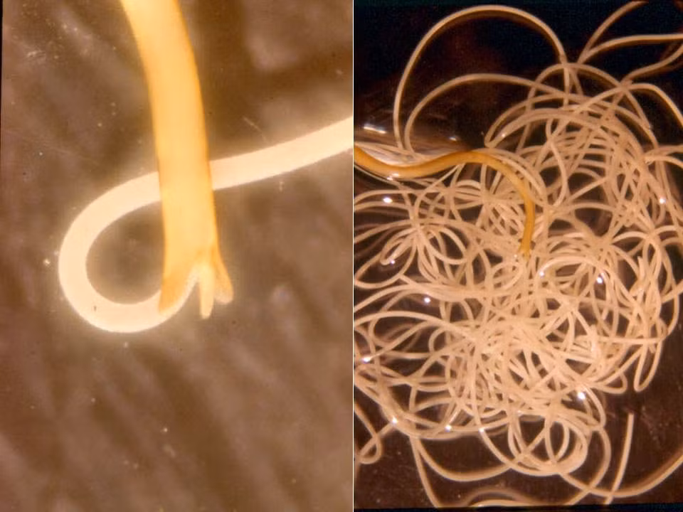 Trong quá trình phát triển, loài sâu đuôi ngựa này cũng học được cách "thôi miên". Và chẳng lạ lùng gì, chúng sử dụng kỹ năng thôi miên để giết chết vật chủ. Theo quan sát, những con sâu đuôi ngựa khi trưởng thành sẽ thôi miên, điều khiển tâm trí của con côn trùng vật chủ tìm đường đến những khu vực có nước. Sau đó, nó thuyết phục vật chủ nhảy vào nước sâu không lối thoát. Đến khi vật chủ chết đuối, sâu đuôi ngựa sẽ phá cơ thể của vật chủ và chui ra ngoài, bắt đầu sinh sản và một vòng đời mới. (Nguồn Africa Geographic)