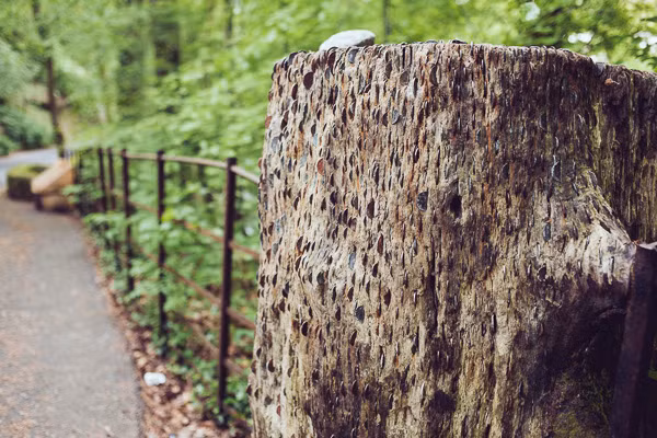 Và đến tận ngày nay, vẫn có những người qua đường dừng lại để găm tiền xu lên những thân cây với mong muốn điều ước của họ sẽ trở thành hiện thực. (Ảnh: Radiating Chaos)