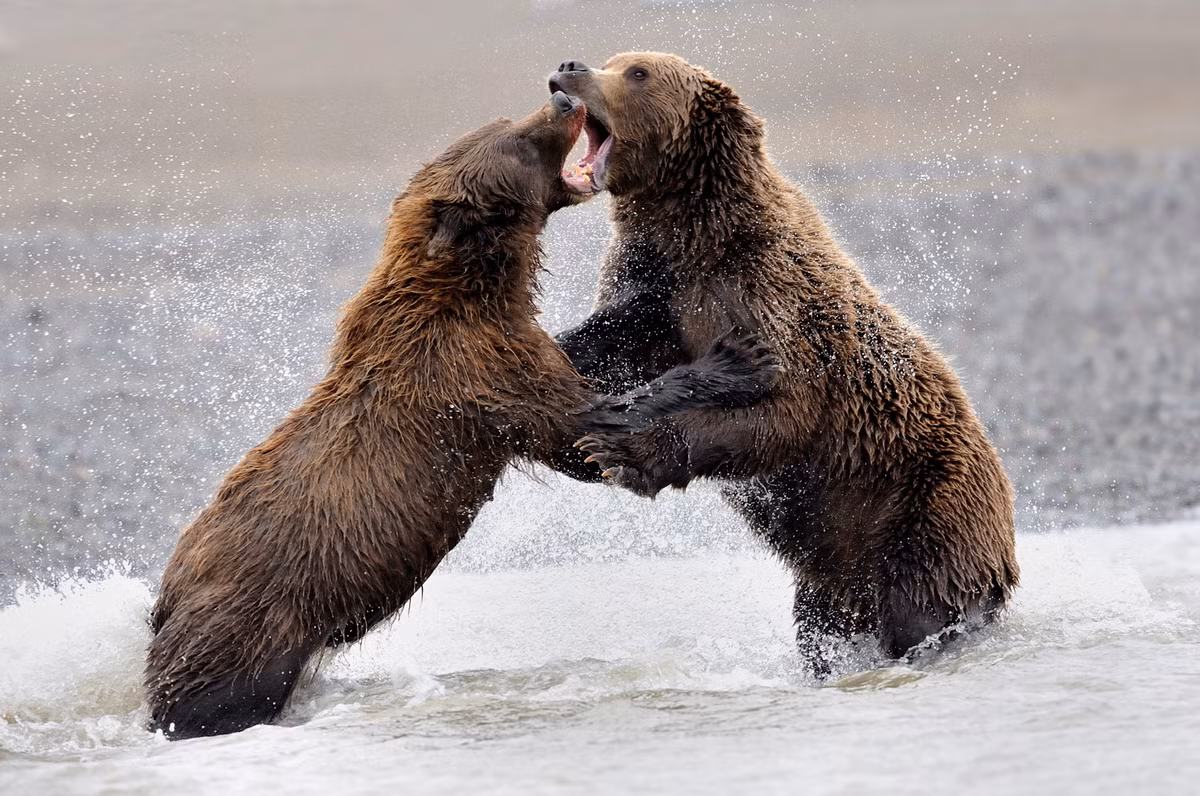 Theo quan sát, gấu mẹ bản tính không hung hăng và khát máu như gấu đực. Chúng cũng thường không chiến đấu với đồng loại để tranh giành quyền lực và vị trí thuận lợi khi săn mồi. (Ảnh: Wargamer)