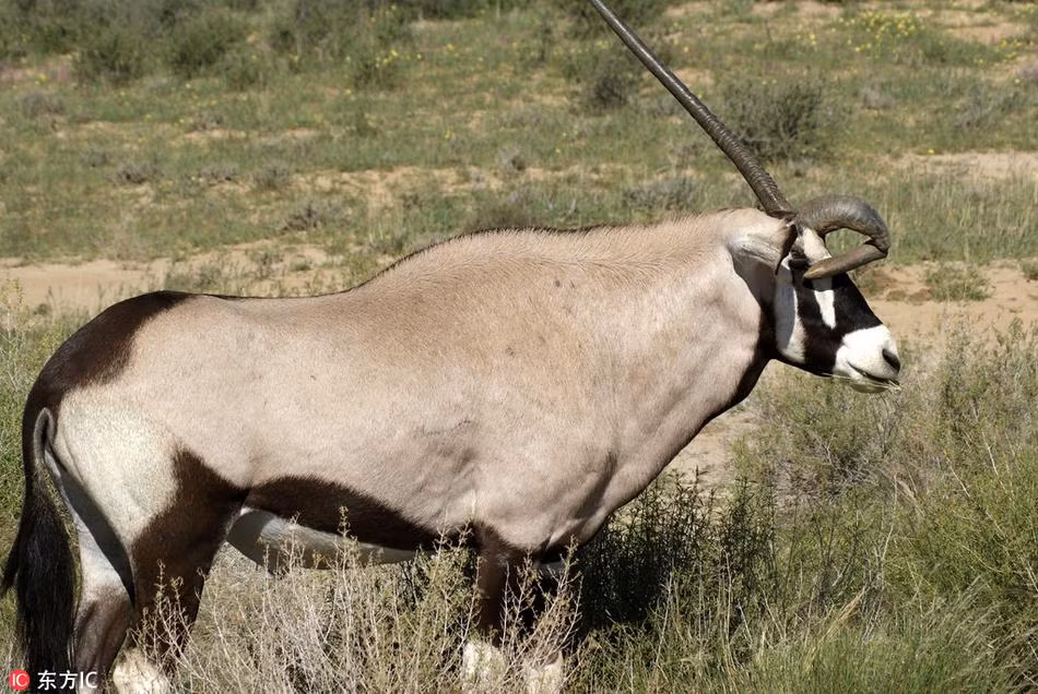 Nhiếp ảnh gia động vật hoang dã nghiệp dư Lukas Groenewald, 63 tuổi trong khi khám phá thiên nhiên Nam Phi đã ghi lại được hình ảnh ấn tượng của một con linh dương kỳ lạ, có đôi sừng chẳng giống ai, một sừng cong, một sừng thẳng rất độc đáo. (Nguồn Sina)