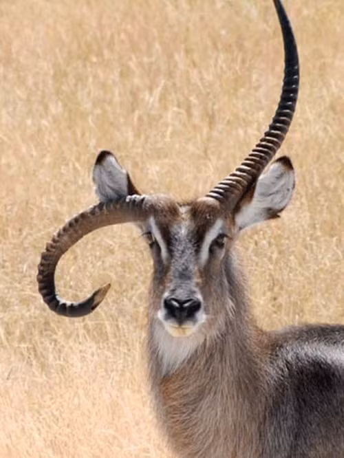 Trong ảnh là con linh dương có cặp sừng kỳ lạ, một sừng cong lên trên, một cụp xuống dưới được phát hiện trong khu bảo tồn Ongava, Namibia. (Ảnh: Solent)