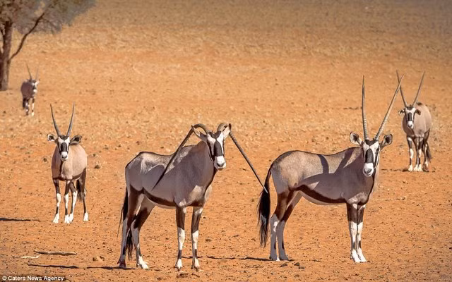 Với cặp sừng này, con linh dương rất khó tự vệ, thậm chí khi di chuyển còn vô cùng vướng víu. (Ảnh: Dailymail)