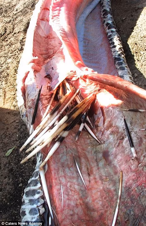 Những chiếc lông nhím đã gần như đâm thủng hết hệ thống tiêu hóa của con trăn.