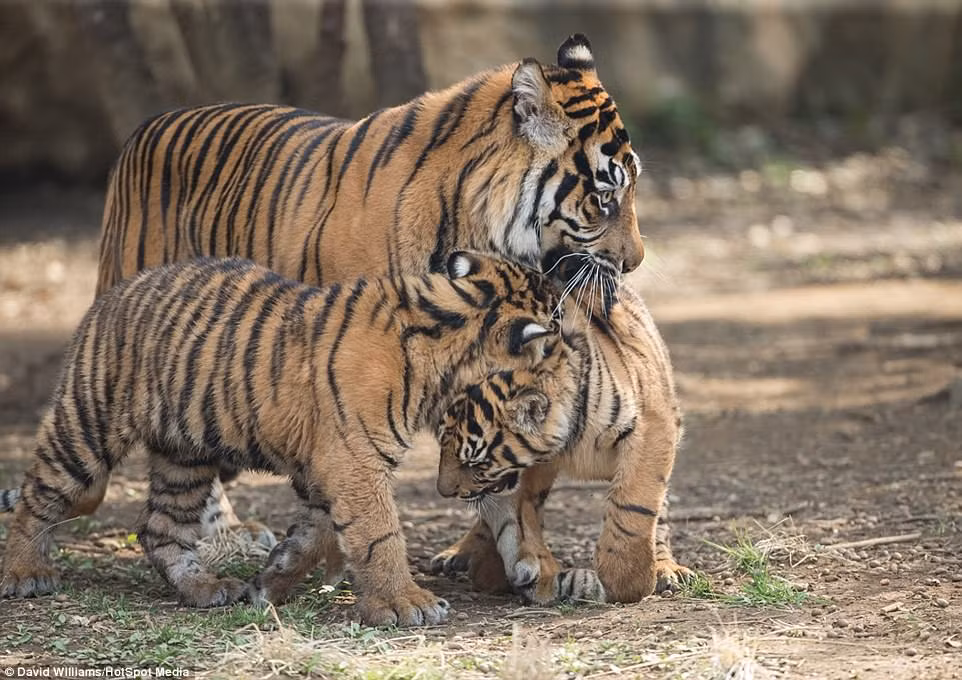 Nhận thấy những đứa con ngày một quá khích, hổ mẹ tiến tới, đi vào giữa trận đánh và cắn cổ từng con một, kéo ra ngoài, ngăn không cho chúng nhảy vào nhau. (Nguồn Dailymail)