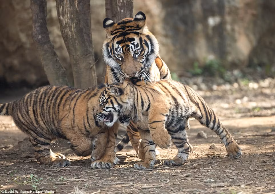 Được biết, những hình ảnh ấn tượng và thú vị này được nhiếp ảnh gia David William chụp lại được ở tại vườn thú Tama, gần nhà ông ở Tokyo, Nhật Bản. (Nguồn Dailymail)