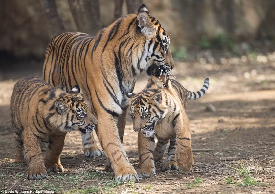 Cũng theo quan sát của nhiếp ảnh gia này, hai con hổ con rất dễ xúc động, hiếu thắng. Mặc dù bị mẹ khéo léo tách ra nhưng chúng vẫn chưa từ bỏ hẳn ý đồ phân cao thấp. (Nguồn Dailymail)