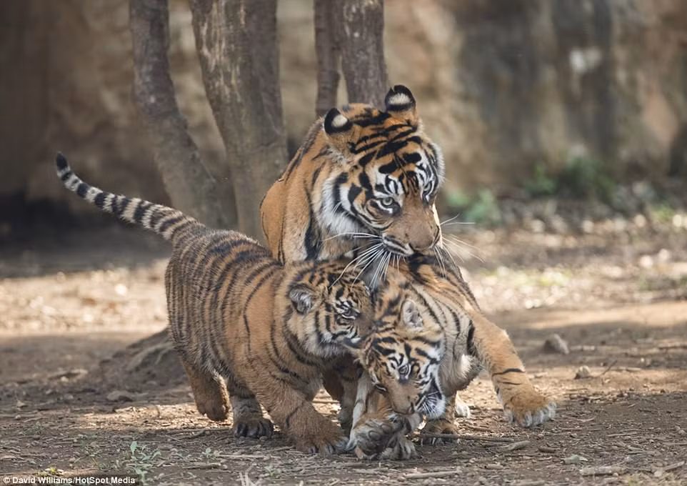 Nhiếp ảnh gia David William, người chụp lại được những hình ảnh này cho biết, hổ vằn mẹ Deru thực sự phải vật lộn khi cố gắng kiểm soát những con hổ con nghịch ngợm của mình mà không làm bị thương chúng. (Nguồn Dailymail)