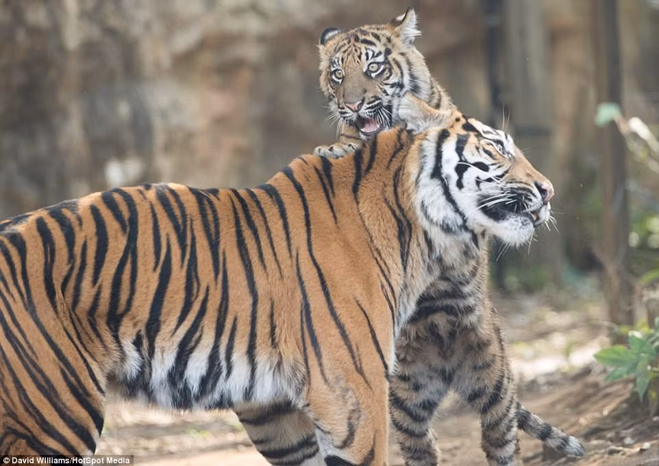 Hai đứa con của Deru đã được 8 tháng tuổi, tên là Phantom và Pump. Chúng là những con hổ vằn con nghịch ngợm, hiếu động và thường xuyên đánh nhau để tranh giành sự chú ý của mẹ. (Nguồn Dailymail)