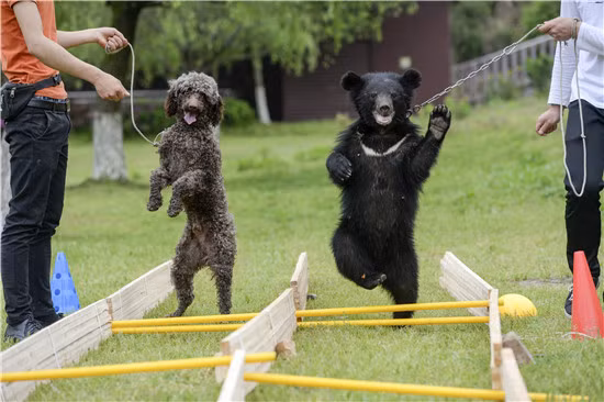 Trong khoảnh khắc khi thấy máy ảnh hướng về phía mình, cả gấu con và chó xù đều nhanh chóng tạo dáng thật đáng yêu để ghi điểm. (Nguồn Sina)