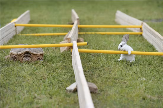 Bất ngờ là gần đến đích, cả hai đối thủ đều chán, không muốn tranh giành chiến thắng, vì thế không thể hoàn thành cuộc đua. Cuối cùng, cặp đôi được xử hòa một cách đầy hài hước. (Nguồn Sina)