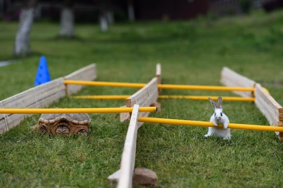 Đi được nửa chặng đua, chú thỏ giống hệt như trong truyện ngụ ngôn thỏ và rùa, vẫn hết sức thong dong, không vọt nhanh về đích theo đúng khả năng của mình. (Nguồn Sina)