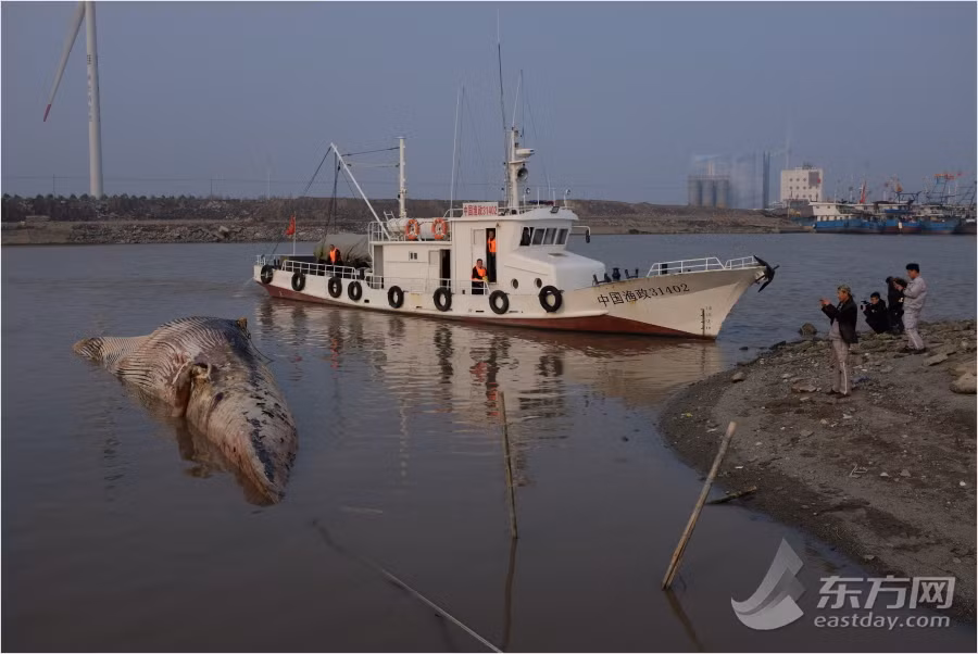 Trong ảnh là xác con cá voi tấm sừng hàm được phát hiện tại Thượng Hải, Trung Quốc. (Nguồn Sina)