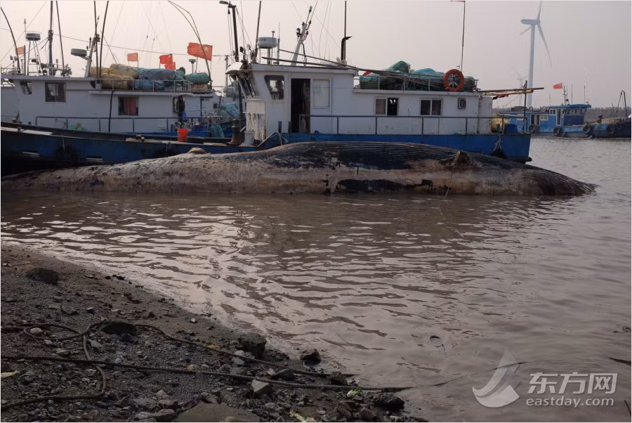 Vì là loài cá voi khá hiếm khi bắt gặp, xác của con cá voi này được Bảo tàng Công nghệ và Khoa học can thiệp để trở thành mẫu vật. (Nguồn Sina)