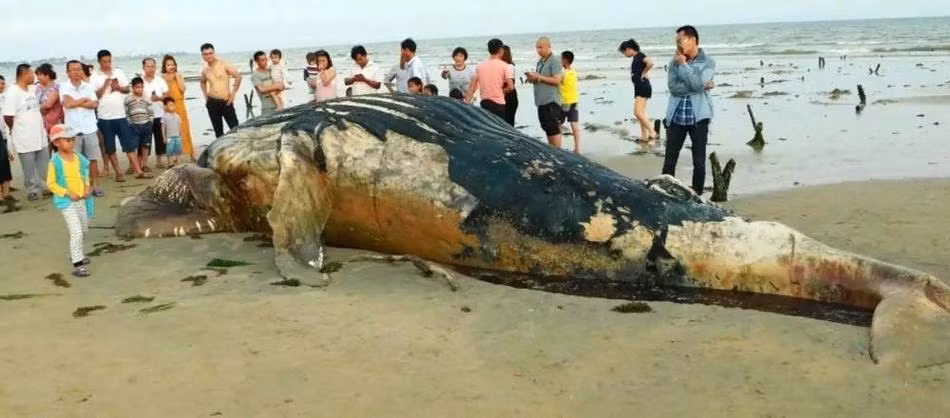 Mới đây, tại khu vực bờ biển thuộc Phùng Gia Loan, Văn Xương, Hải Nam, Trung Quốc, người dân bàng hoàng phát hiện một con cá voi khổng lồ mắc cạn và chết thảm, cơ thể có nhiều trầy xước. (Nguồn Sina)