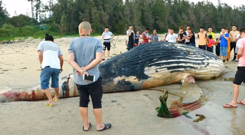 Bước tiếp theo, sau khi xác định nguyên nhân thực sự cái chết của cá voi khổng lồ, các nhà nghiên cứu sẽ quyết định biến nó thành mẫu vật hay đem đi chôn để đảm bảo vệ sinh môi trường. (Nguồn Sina)