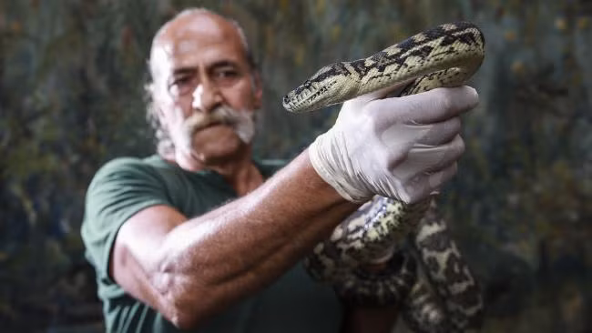 Không được dùng ma túy, con trăn lộ rõ sự căng thẳng, kích động. Nó liên tục vặn xoắn cơ thể, trườn, bò một cách điên cuồng và tỏ ra hoảng loạn, hung dữ, tấn công vào tất cả mọi vật cản trở quanh mình. (Nguồn Dailytelegraph)