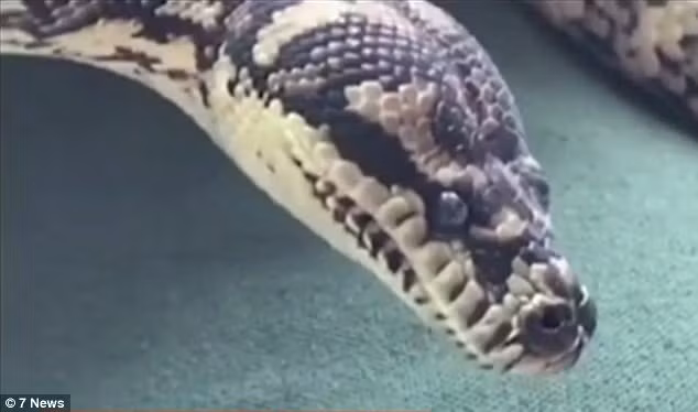 "Những con trăn là động vật siết cơ và không có độc. Thông thường những trăn có thể hơi láu lỉnh, nhưng chúng chỉ cuộn tròn nằm xung quanh. Trong khi đó, con trăn nghiện ma túy này vô cùng hung dữ và có hành vi rất thất thường", ông Ian Mitchell chia sẻ. (Nguồn Dailymail)