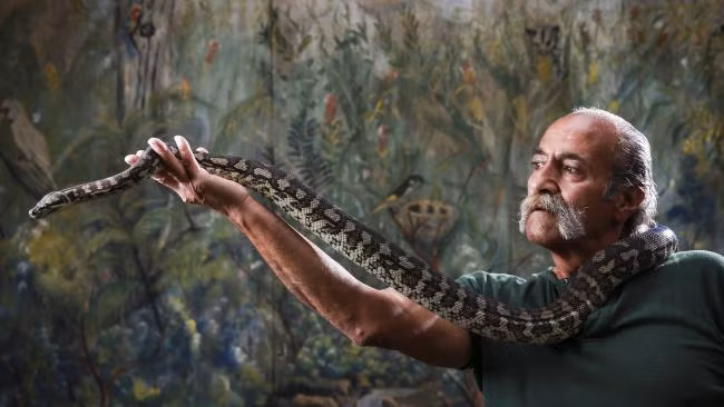 Theo Ian Mitchell, giám đốc cấp cao của trung tâm chăm sóc động vật hoang dã Windsor cho biết, ảnh hưởng của ma túy đá đối với con trăn rất rõ ràng khi nó được bàn giao. (Nguồn Dailytelegraph)