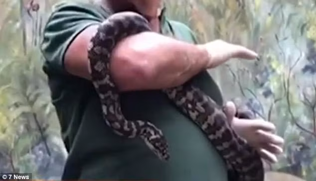 Việc tiếp xúc với ma túy đã biến con trăn vốn lành tính trở thành một con thú dữ tợn, hay đớp, cắn. (Nguồn Dailymail)