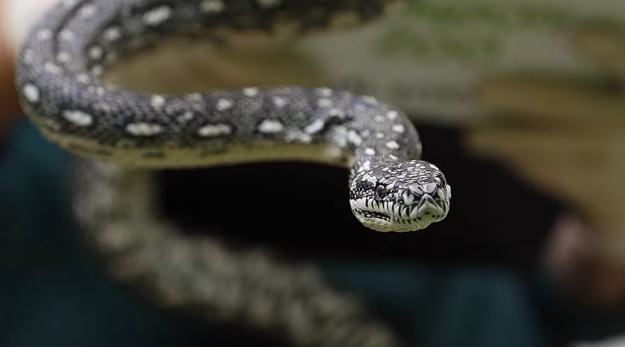 Sau đó, con trăn được đưa tới trung tâm chăm sóc động vật hoang dã Windsor thuộc trại cải tạo bang New South Wales để phục hồi và cai nghiện. (Nguồn Dailytelegraph)