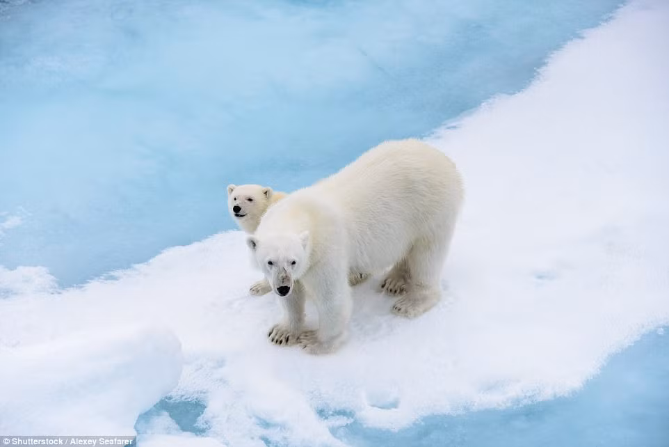 Vịnh gấu Bắc cực, có tên chính thức là vịnh Hudson ở Churchill, Manitoba. Đây là nơi có rất nhiều gấu Bắc cực lựa chọn là nơi trú ẩn an toàn của chúng. Du khách có thể tương tác với những con gấu trắng tuyệt đẹp này khi họ sử dụng một chiếc xe chuyên dụng có cấu tạo đặc biệt. (Nguồn Dailymail)