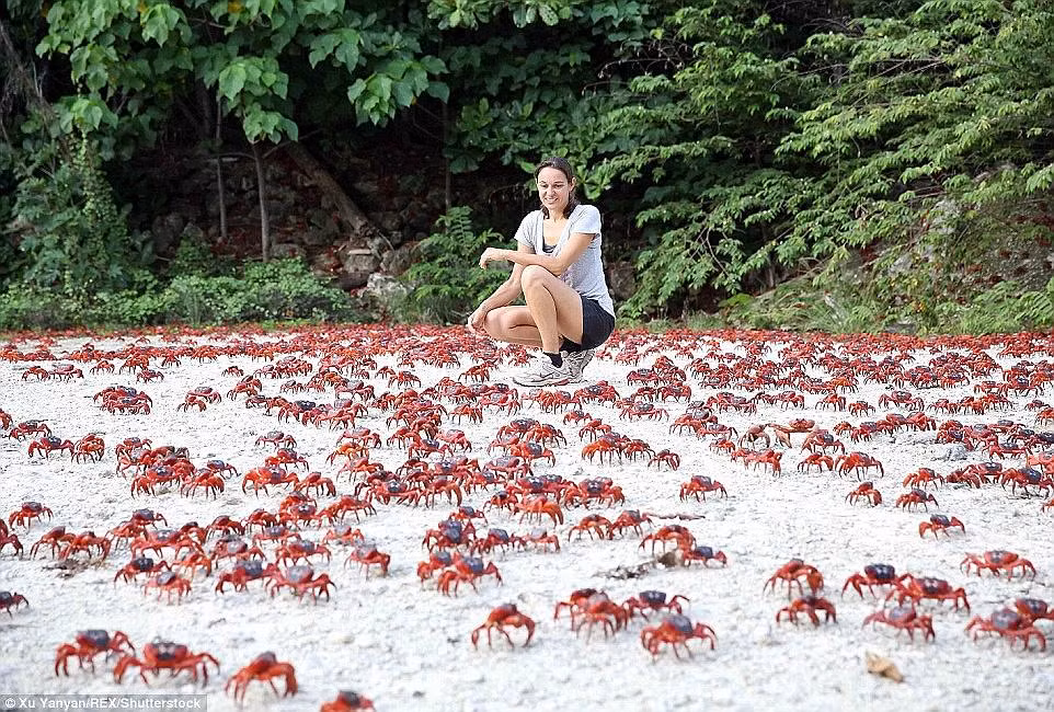 Đảo cua, hay còn được gọi là đảo Christmas, Australia. Người ta ước tính rằng có hơn 43 triệu con cua sống trên hòn đảo nhỏ bé này. Và sự hiện diện của chúng rõ ràng hơn trong mùa sinh sản khi chúng đồng loạt tiến đến bờ biển để sinh sản. (Nguồn Dailymail)