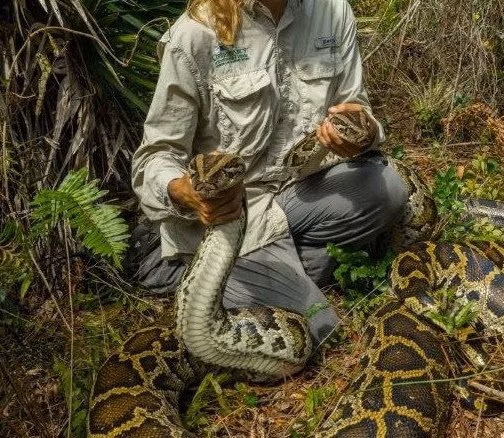 Đặc biệt, nếu phát hiện ra trăn Miến Điện và ổ trứng của chúng, thợ săn giết trăn sẽ nhận được 100USD. (Nguồn CNN)