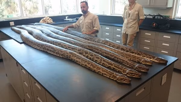 Năm 2016, cũng vào thời gian này tại Florida, chỉ trong 3 tháng, các thợ bắt rắn chuyên nghiệp đã săn giết được 40 con trăn khổng lồ, tổng trọng lượng lên đến cả tấn. (Nguồn CNN)