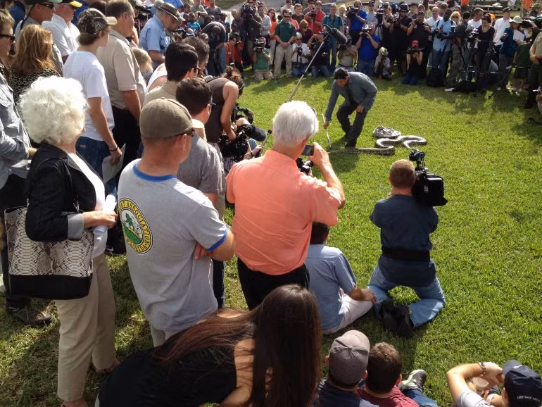 Bởi trăn Miến Điện đang phát triển ở mức đáng báo động ở Everglades, năm ngoái, một cuộc thi có tên "Python Challenge" - "Thử thách bắt trăn" đã được tổ chức. Cuộc thi này nhằm kêu gọi các thợ săn cả chuyên nghiệp và nghiệp dư giết hoặc bắt trăn mang đến khu vực đặc biệt để tiêu hủy. Khi bắt được chúng, các thợ săn được phép bán da và thịt trăn kiếm lời.