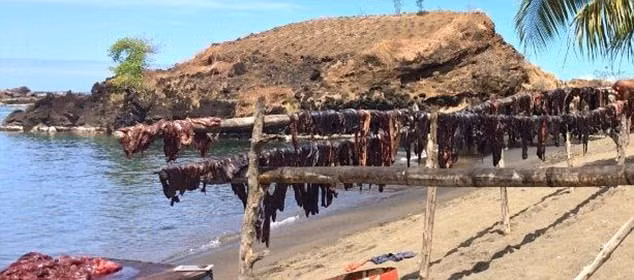 Hiện, săn giết cá voi, cá heo vẫn được coi là hợp pháp tại quốc đảo này mặc dù đã có nhiều lời kêu gọi thực thị lệnh cấm. Trong ảnh là thịt cá voi được xẻ nhỏ và phơi nắng cho khô nhằm bảo quản được lâu hơn. (Nguồn Dailymail)