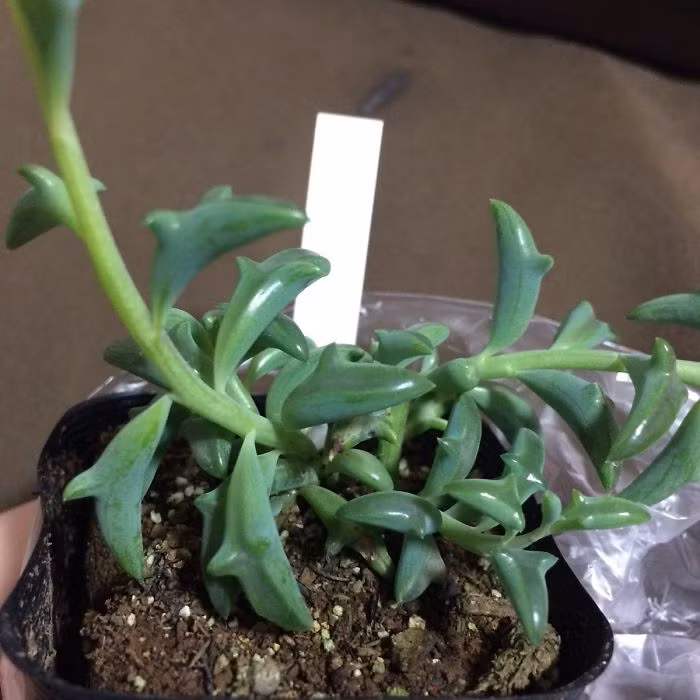 Theo thông tin đăng tải, cây cá heo thực ra có tên khoa học là Senecio peregrinus, là một loài thực vật có hoa trong họ Cúc. (Nguồn Bored Panda)