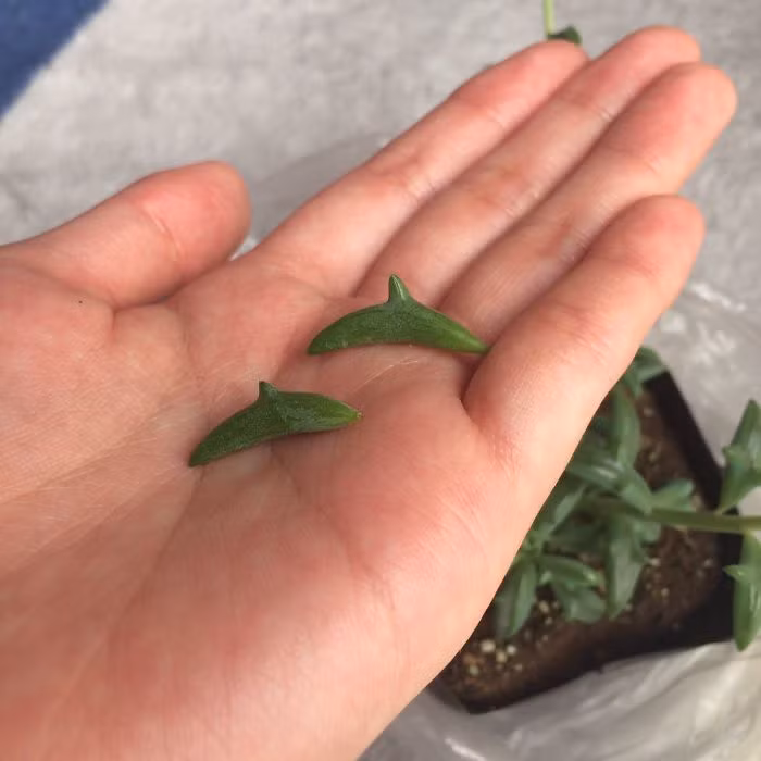 Sở dĩ được gọi như vậy bởi loài cây kỳ lạ này sở hữu những chiếc lá nhỏ, mọng nước, có hình dáng chẳng khác nào một con cá heo đang cong mình nhảy múa trên mặt biển. (Nguồn Bored Panda)