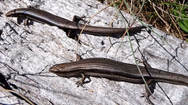 Theo các nhà khoa học, mặc dù tự cắt đuôi rất đau đớn nhưng đáng mừng là thằn lằn có khả năng tái sinh đuôi một cách thần kỳ. Vì thế, lần tự đoạn này của nó không mấy ảnh hưởng đến ngoại hình và cuộc sống sau này. (Ảnh Pinterest)