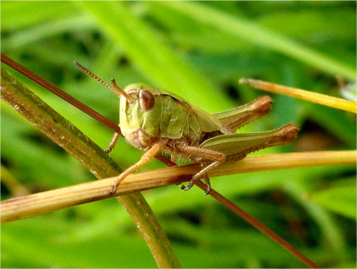 Theo nghiên cứu, châu chấu thuộc phân bộ côn trùng ăn lá, có danh pháp khoa học là Caelifera, thuộc bộ Cánh thẳng Orthoptera. Chúng có cánh, nhưng các cánh sau giống như màng, trong khi các cánh trước thì dai và không phù hợp để bay lượn.