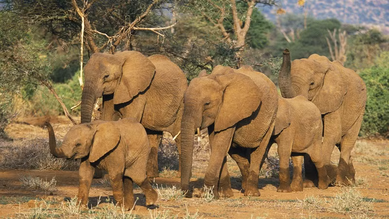 Thực tế, đó cũng là khả năng phi thường so với các loài động vật khác. (Ảnh: National Geographic Kids)
