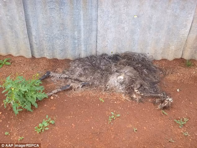 Mới đầu, cặp đôi này chỉ bị phạt khoảng 40.000 USD, bị cấm sở hữu cũng như tiếp xúc với động vật, tham gia vào cuộc điều tra kéo dài cả năm ròng. Tuy nhiên, sau khi phát hiện thêm một loạt các hành vi ngược đãi động vật khác cực kỳ kinh khủng của cặp đôi này, tổng số tiền họ bị phạt đã gấp đôi. Đồng thời, họ cũng bị cấm sở hữu suốt đời và cấm tiến xúc với động vật trong khoảng cách 3m trong suốt 10 năm tiếp theo. (Nguồn Dailymail)