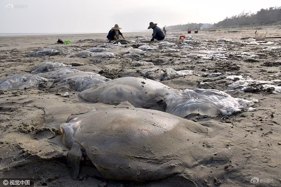 Do dạt vào bờ, những con sứa khổng lồ này bị giữ chặt trong lớp cát bùn, không thể quay trở lại biển khơi. (Nguồn Sina)