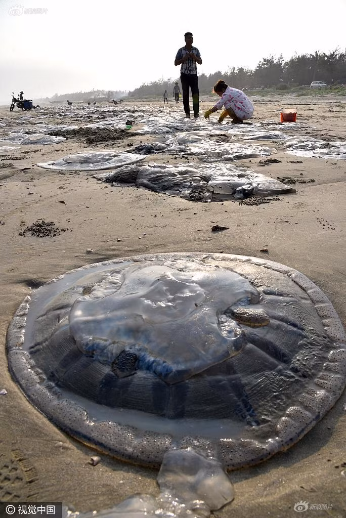 Theo một số ngư dân giàu kinh nghiệm tại địa phương, thời điểm này là thời mùa sinh sản của loài sứa khổng lồ. (Nguồn Sina)