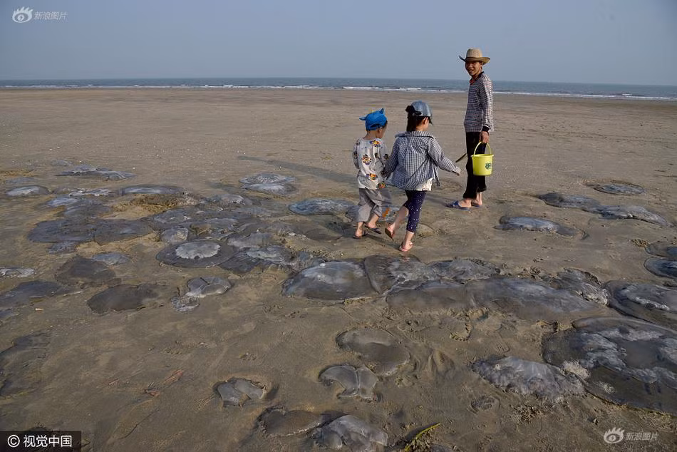 Trong ảnh là những con sứa nằm la liệt trên bờ biển, mắc kẹt trong lớp cát. (Nguồn Sina)