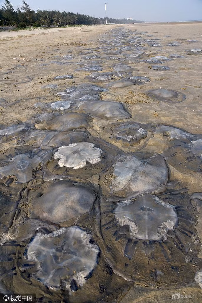 Có lẽ bơi gần vùng nước nông để sinh sản nhưng không kịp rời đi trước khi triều rút, những con sứa xui xẻo đã bị mặc kẹt lại, chịu số phận bi thảm. (Nguồn Sina)