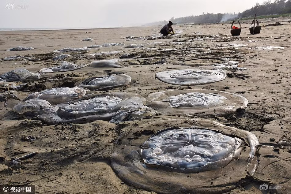 Theo ước tính, những con sứa khổng lồ mắc kẹt vào bờ này có đường kính từ 60 đến 80cm, nặng khoảng 10kg. (Nguồn Sina)