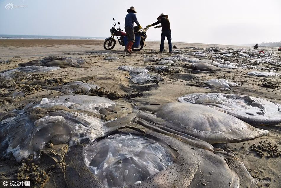 Hiện vẫn chưa rõ nguyên nhân những con sứa khổng lồ mắc cạn trên bờ tuy nhiên hiện tượng kỳ thú này đã thu hút không ít sự chú ý của người dân địa phương và khách du lịch. (Nguồn Sina)