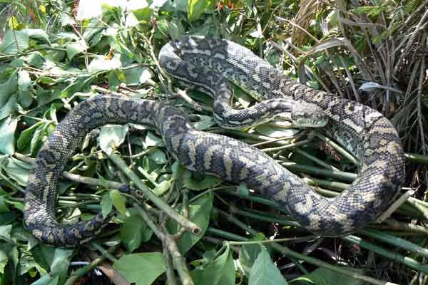 Tuy nhiên, vẫn có những con trăn tham ăn, hiếu thắng, cắn nuốt cả những con mồi vượt quá sức tiêu hóa của bản thân. Và thường thì những con trăn đó không có kết cục tốt, nhẹ thì tự làm bản thân bị thương, nặng thì chúng có thể chết vì nghẹn khi nuốt vào không tiêu hóa được cũng không nôn ra được. (Ảnh: Wildlife QLD)
