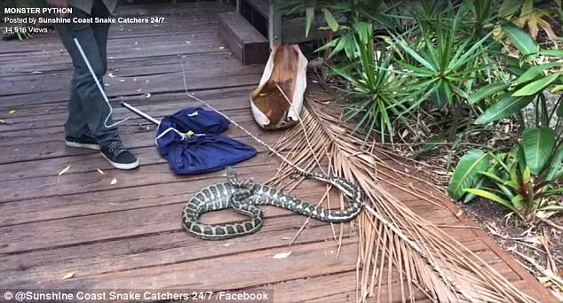 Theo Lockie, con trăn thảm bị bục dạ dày do cố gắng nuốt chửng một con thú có túi cỡ lớn. Mặc dù vết thương không lớn nhưng người ta thậm chí có thể nhìn thấy phần thịt của con thú có túi trong bụng của trăn thảm thông qua vết thủng. (Nguồn: Dailymail)