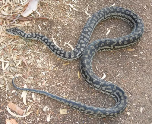 Giống như những người họ hàng khác của mình, trăn thảm nổi tiếng với khả năng giết chết, nuốt chửng và tiêu hóa con mồi to hơn mình gấp nhiều lần. Về cơ bản, những con trăn luôn biết lượng sức mình, chỉ săn giết những con mồi mình có thể tiêu hóa. (Ảnh: South Wangaratta)