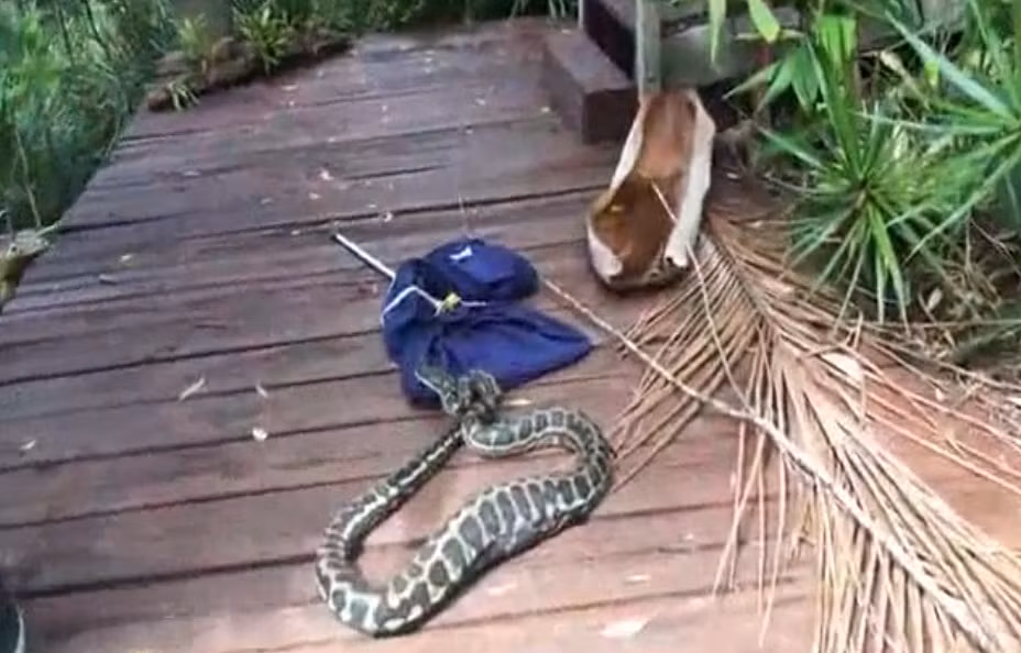 Khi được hỏi là có cần đưa con trăn đến trung tâm chăm sóc vật nuôi hoang dã để khâu lại vết thương trước khi đưa nó đến nơi hoang dã cách xa khu dân cư hay không, anh Lockie trả lời không cần. (Nguồn: Dailymail)