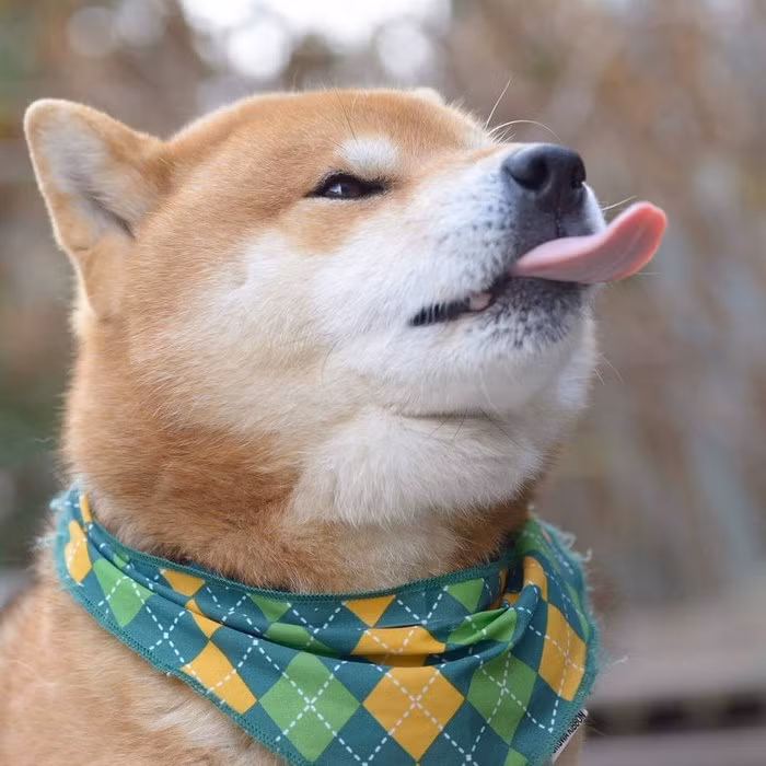 Chỉ mới xuất hiện trên trang mạng xã hội Instagram không lâu nhưng chú chó Ryuji đã "thao túng" được gần 130.000 người hâm mộ, trở thành ngôi sao động vật mới nổi gây chú ý nhất. (Nguồn Bored Panda)