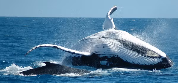 Cá voi lưng gù được đánh giá là hiền lành, thân thiện và thương được ghi nhận có hành vi hiệp nghĩa, ra tay cứu mạng những con vật như sư tử biển California, cá mặt trăng, hải cẩu cảng và cá voi xám khi những loài vật này gặp phải sự truy sát của cá voi sát thủ. (Ảnh: Facts About Animals)